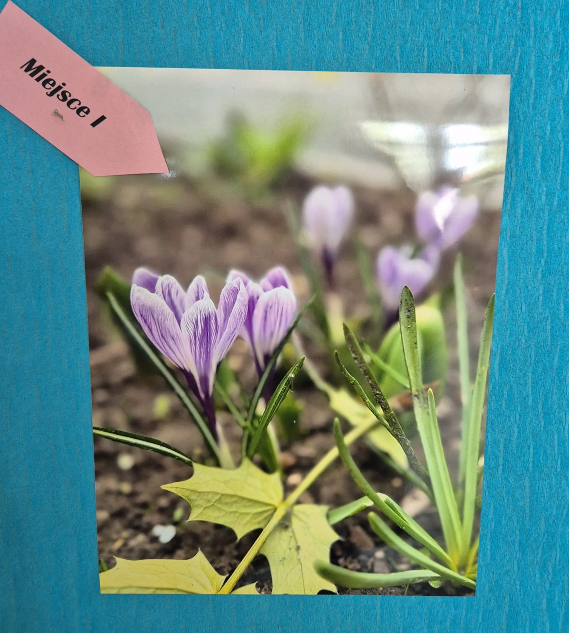 Konkurs fotograficzny „Wiosenne kwiaty w obiektywie” – rozstrzygnięty!