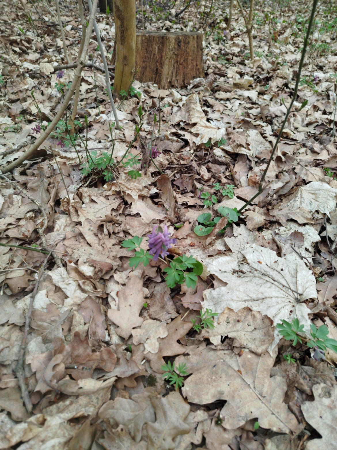 Wiosenna Leśna Banda w klasie 2a